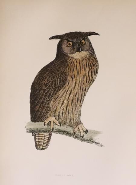 Eagle Owl Rev. F O Morris