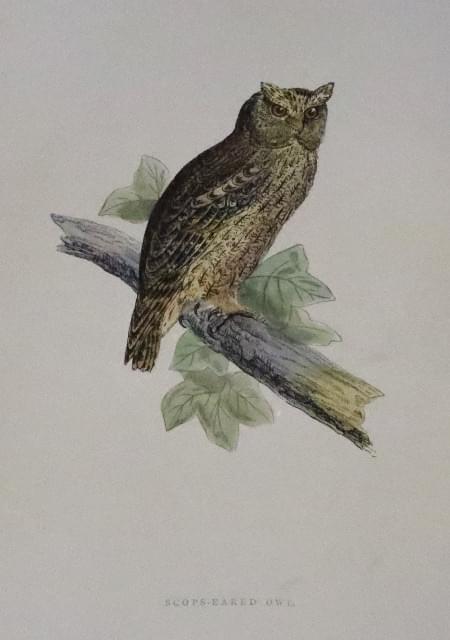 Scops-Eared Owl, Rev. F O Morris