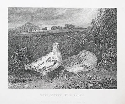 Variegated Partridge