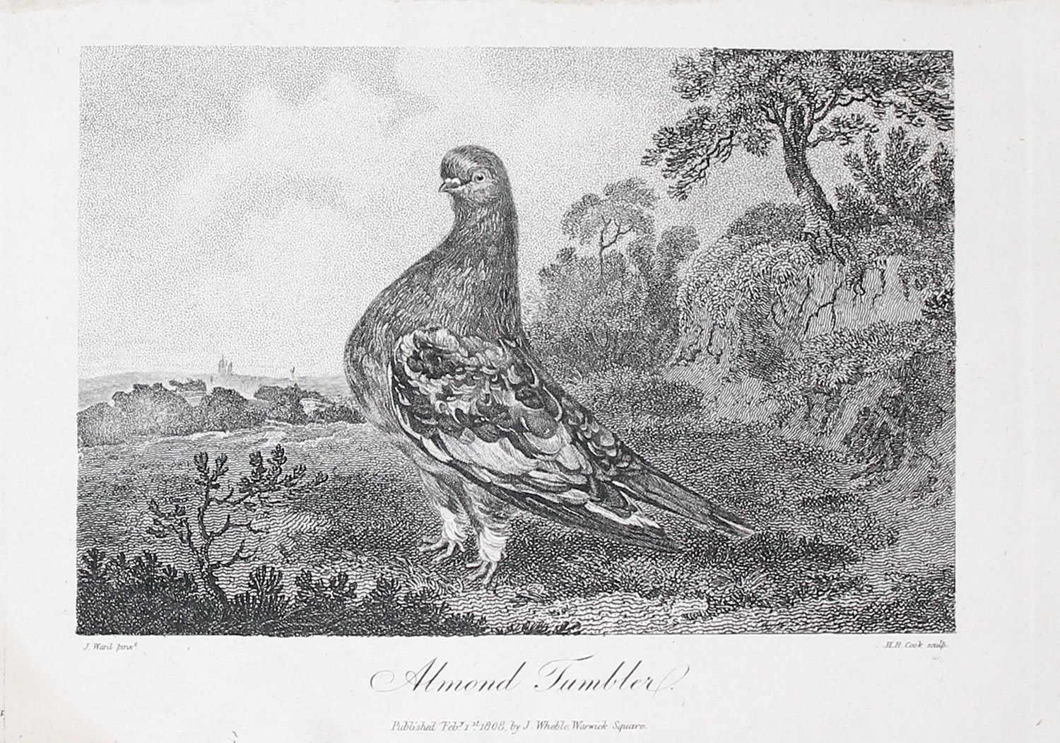 Bird Prints By J G Keulemans - Richard Nicholson Of Chester