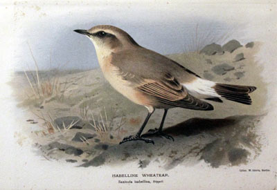 Isabelline Wheaterar Keulemans