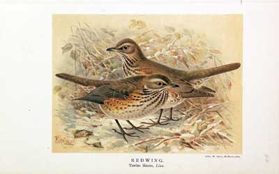 Redwing Keulemans