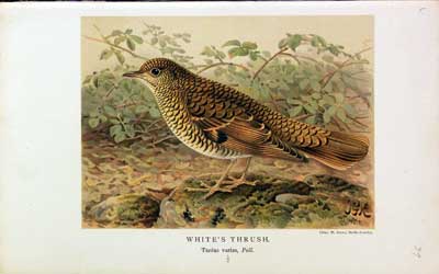 White's Thrush Keulemans