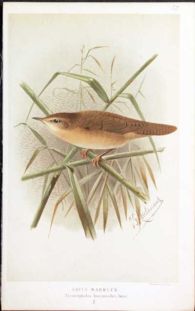 Savi's Warbler Keulemans