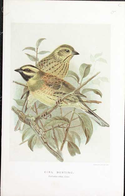 Cirl Bunting Keulemans