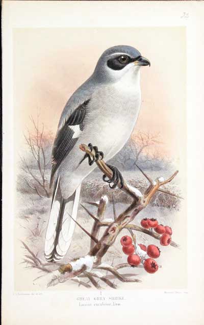 Great Grey Shrike Keulemans