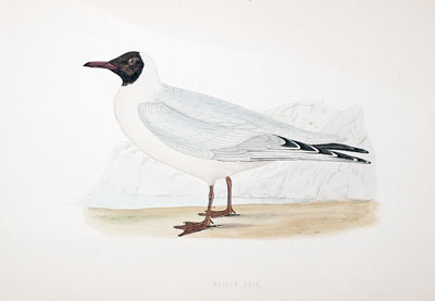 Masked Gull Rev. F O Morris