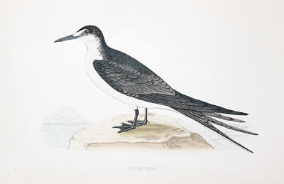 Sooty Tern Rev. F O Morris