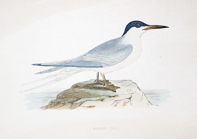 Roseate Tern Rev. F O Morris