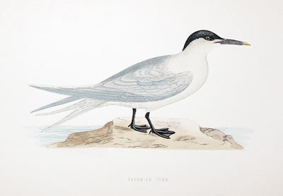 Sandwich Tern Rev. F O Morris