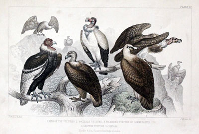 Vultures Goldsmith c.1860