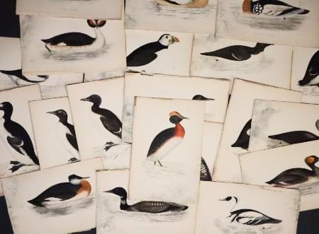 Sea Bird Prints by Morris