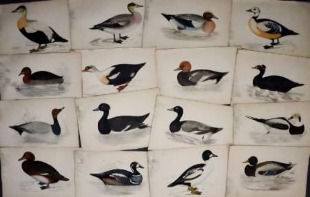 Sea Birds by Morris