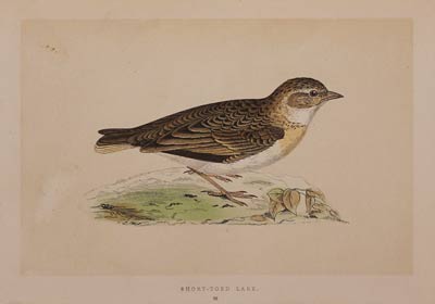 Short-Toed Lark Rev. F O Morris