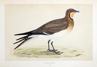 Pratincole Rev. F O Morris