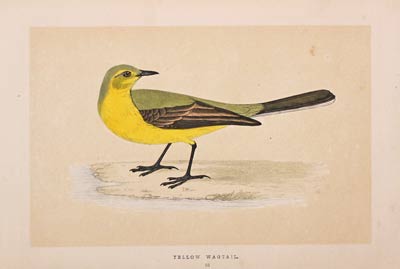 Yellow Wagtail F O Morris