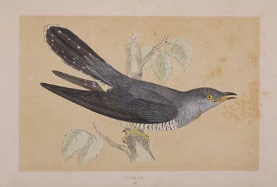 Cuckoo F O Morris