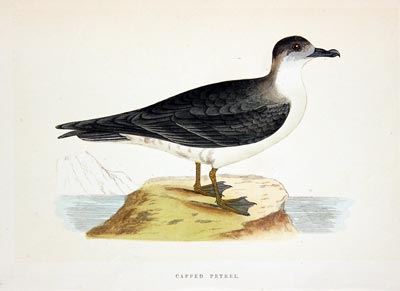 Capped Petrel Rev. F O Morris