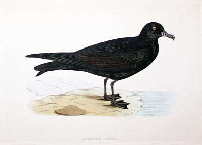 Bulwer's Petrel Rev. F O Morris