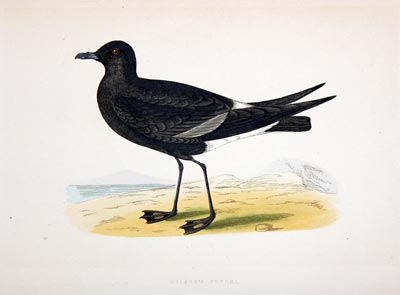 Manx Shearwater Rev. F O Morris