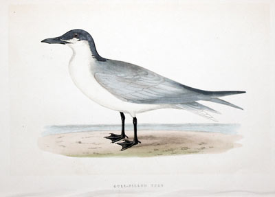 Gull-billed Tern Rev. F O Morris