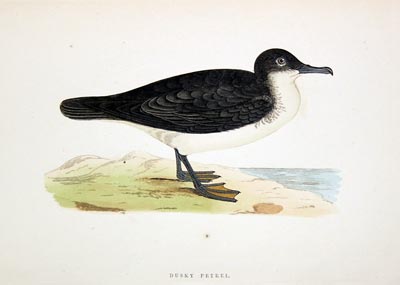 Dusky Petrel Rev. F O Morris