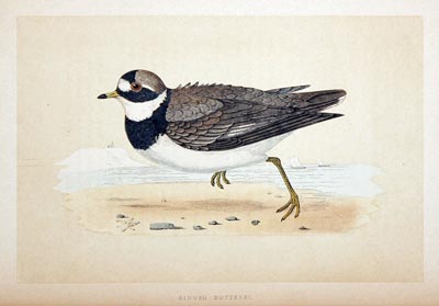 Ringed Dotterel Rev. F O Morris