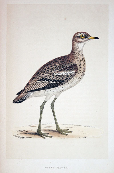 Great Plover Rev. F O Morris