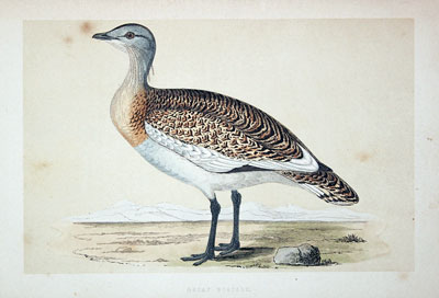 Great Bustard Rev. F O Morris