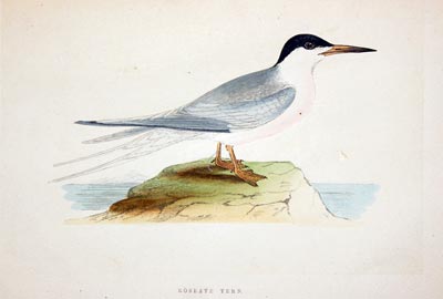 Roseate Tern Rev. F O Morris