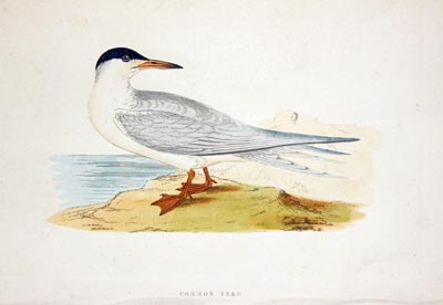 Common Tern Rev. F O Morris