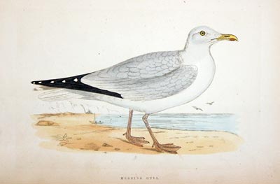 Herring Gull Rev. F O Morris