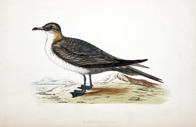 Buffon's Skua Rev. F O Morris