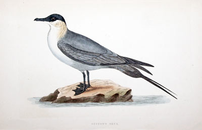 Buffon's Skua Rev. F O Morris