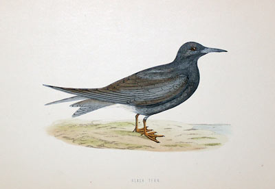 Black Tern Rev. F O Morris