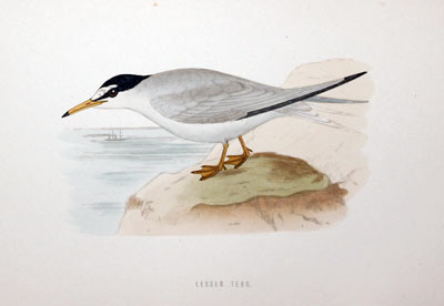 Gull-billed Tern Rev. F O Morris