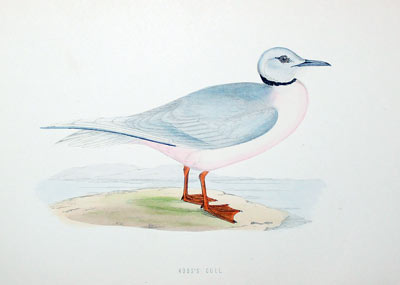 Ross's Gull Rev. F O Morris