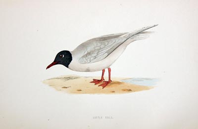 Little Gull Rev. F O Morris