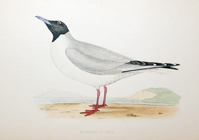 Buonaparte's Gull Rev. F O Morris