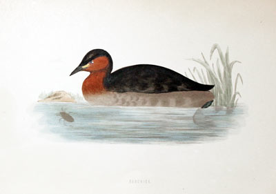 Dabchick Rev. F O Morris