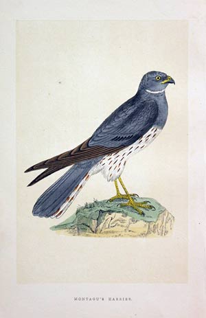 Montagu's Harrier Rev. F O Morris