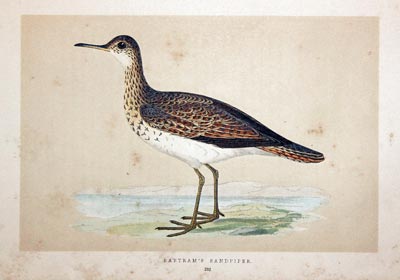 Bartram's Sandpiper Rev. F O Morris