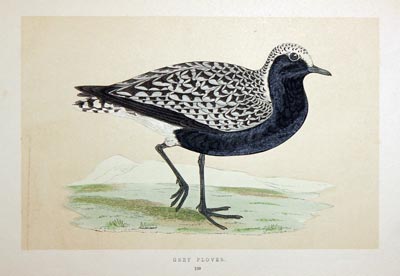 Grey Plover Rev. F O Morris