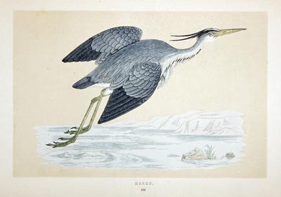 Heron Rev. F O Morris