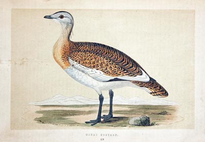 Great Bustard Rev. F O Morris