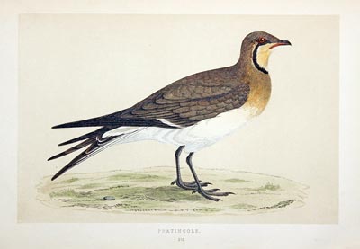 Pratincole Rev. F O Morris