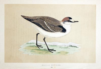 Kentish Dotterel Rev. F O Morris