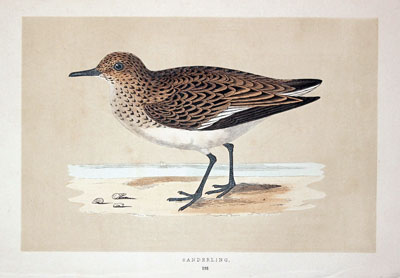 Sanderling Rev. F O Morris