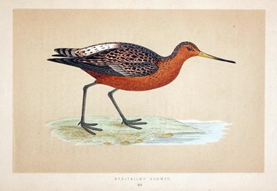 Bar-Tailed Godwit  Rev. F O Morris