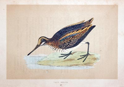 Jack Snipe  Rev. F O Morris